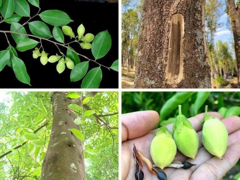 CÂY DÓ BẦU - THÔNG TIN VỀ LOÀI CÂY  LÀM NÊN TRẦM HƯƠNG