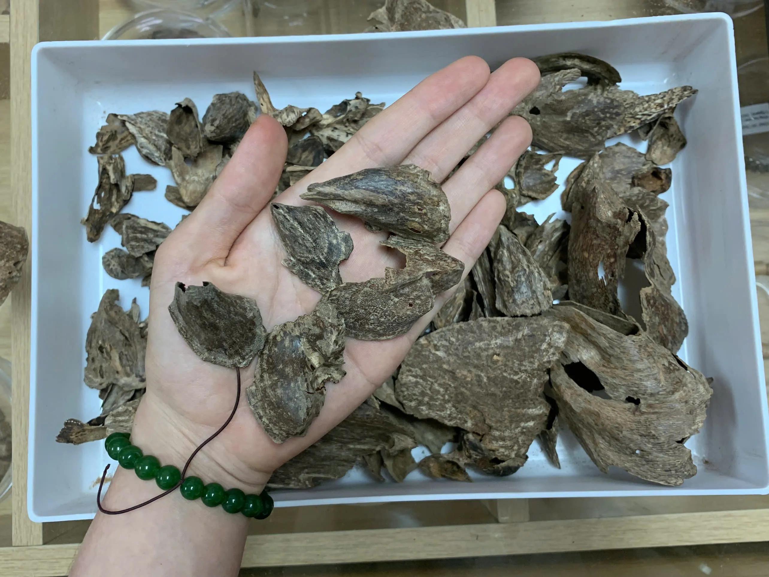 LOOKING TO BUY REAL AGARWOOD IN VIETNAM?