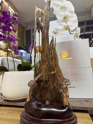 https://moctramagarwood.com - Hình ảnh
