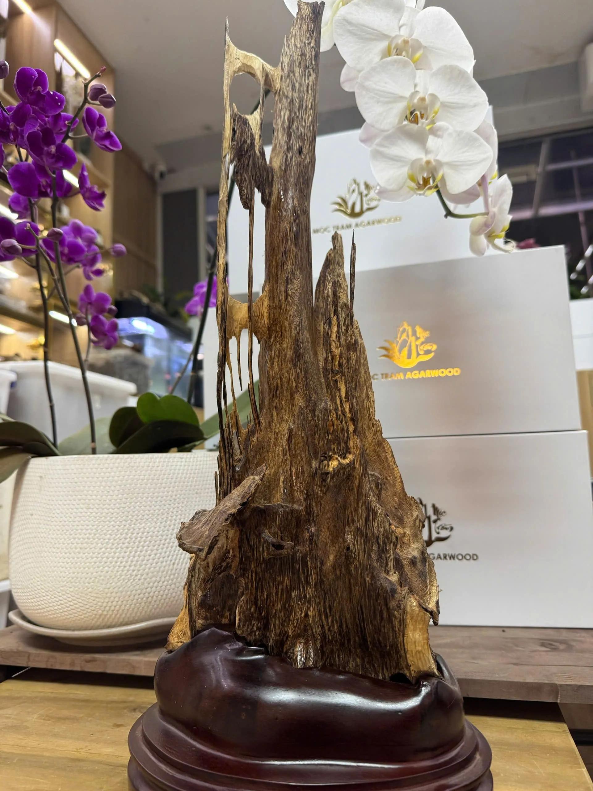 https://moctramagarwood.com - Hình ảnh